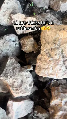 You aren’t fooling anyone buddy 🤠 #fishtok #snake #rattlesnake #viral #fyp 
