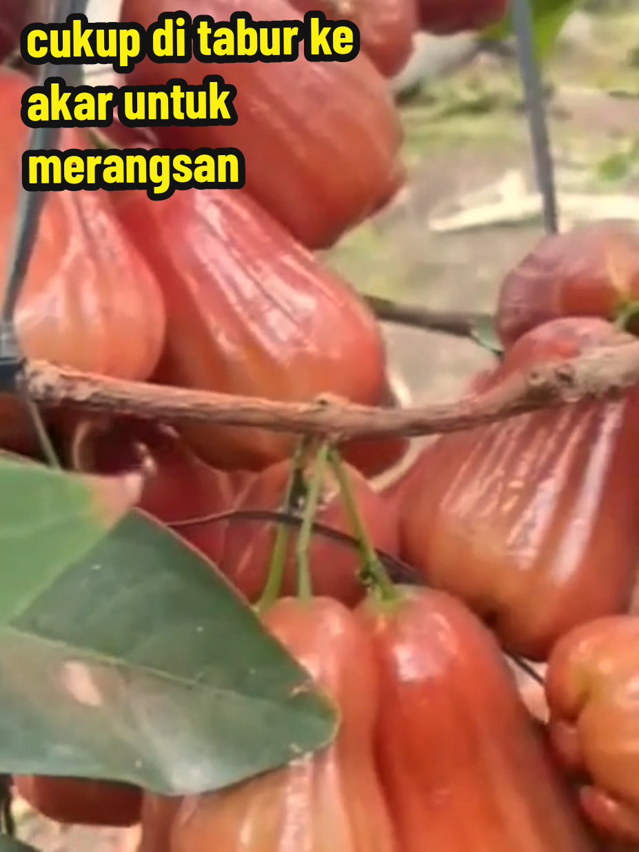 pupuk serbuk organik pelebat buah jambu bisa#mempercepat #pembungaan #dan #pembuahan 