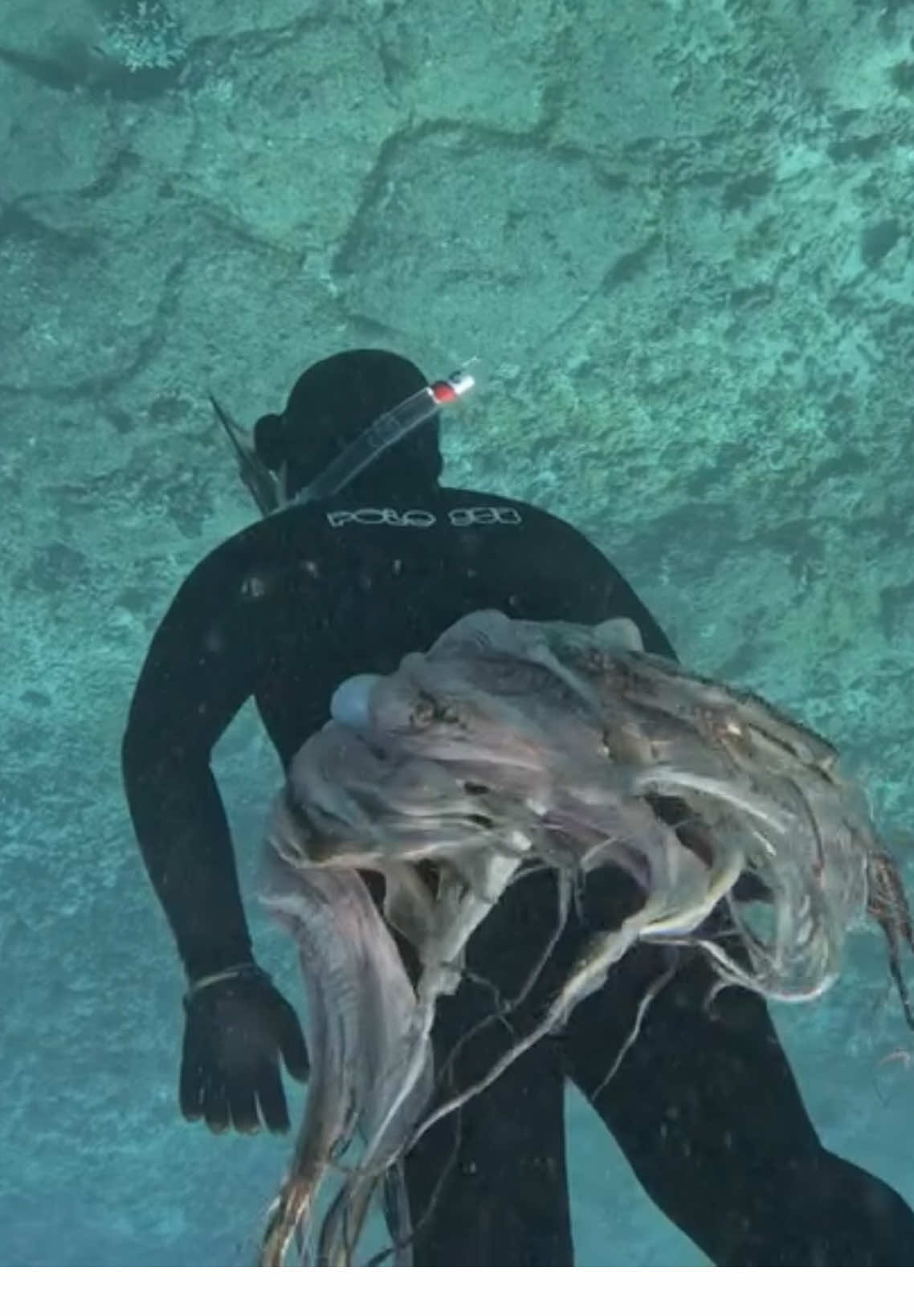 #spearfishing #fishinglife #fishing #fishingtiktoks #ocean 