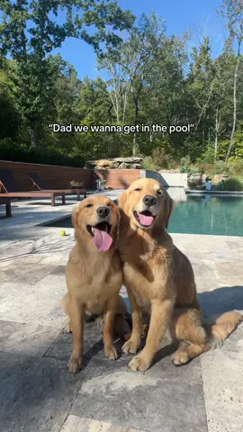 This is an acurate representation of how it goes every morning🐶😂 #goldenretriever #dogsoftiktok 