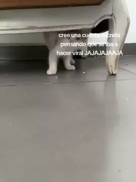 siganme xfavor #cuentasecreta #Viral #seguidores #paratiiiiiiiiiiiiiiiiiiiiiiiiiiiiiii #fyp 