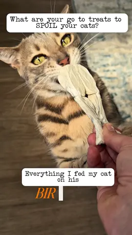 PLEASE let me know if you would’ve expected his last “treat” (not talking about the frog legs 🫠) #catfood #catlover #catsoftiktok #cats #funnycat  @Weruva @Stella & Chewy’s @Vital Essentials 