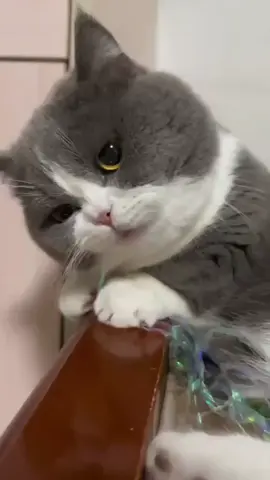 #catsoftiktok #catslovers #تخاريف_محمد_صبحى 