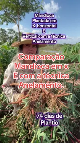 #mandiocultura🌱💚🚜 #dicas #mandiocacremosa #mandiocal 