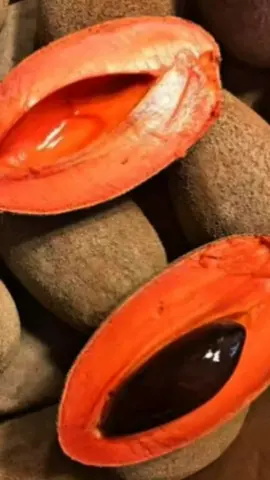 ¿Ya probaste el zapote rojo? 🤩 Dulce, exótico y ahora puede crecer en tu jardín 🍃. En Upala Verde lo tenemos listo para ti, fuerte y lleno de vida 💚. 👉 Escríbenos al +506 7199 7346 si quieres el tuyo y descubre más frutales en el vivero. #upalaverde  #zapoterojo  #árbolesfrutales  #viverocostarica  #creatorsearchinsights 