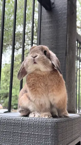 Beautiful boy 🐰  #fyp #rabbit #cute #foryou #tiktok 
