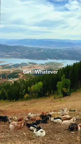 Goats on the side of a mountain??? Are you kidding me? Utah is not real