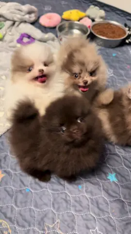 Adorable Pomeranian puppies! #poms #pomeranianpuppy #pomsoftiktok #pomeranianlove #pomeraniandogs 