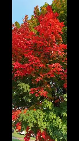I love the fall. Lake Placid, New York. #sharih55 #fyp #lakeplacid #newyork #foryoupage 