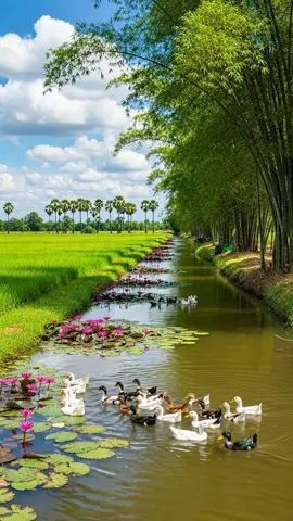 ความสุขบ้านนา #ชนบทบ้านฉัน🌿🌿 #วิถีชีวิต #อีสานบ้านเฮา #ชีวิตชนบท 