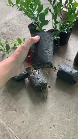 Trồng một cây thôi là tha hồ hái lá hái trái luôn anh chị#caygiongthanhtan #caychanhthai #caychanhchuc #xh 