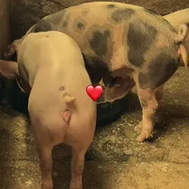 ❤️❤️ #marranitos #viralvideos #paratiiiiiiiiiiiiiiiiiiiiiiiiiiiiiii #cerditos🐖 #venezuela 