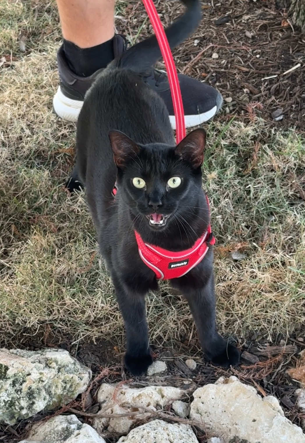 Our Cutie void