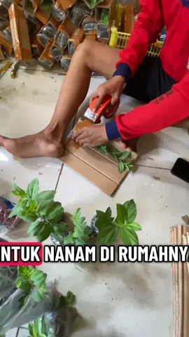 Hayo siapa yang belum tanam bidara arab🥰,tanaman herbal ini mempunyai segudang manfaat loh🥳🥳🥳,harganya murah banget dan bergaransi,beli nya dikeranjang kuning ☝️☝️Terimakasih🥳🥳🥰#tiktok #tanamanherbal #bidaraarab 