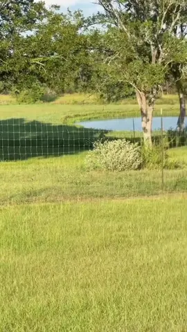 Zebra front flipping a fence #fyp #foryoupage #fypシ #contentcreator #zebra 