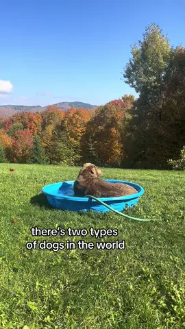 which ones yours 🤣🤭 #labrador #labsoftiktok #lab #dog #dogsoftiktok 