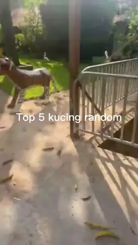 Kaget dia .  . .  .  .  .   . #jokes #memetopsingko #meme #memesdaily #foryou 