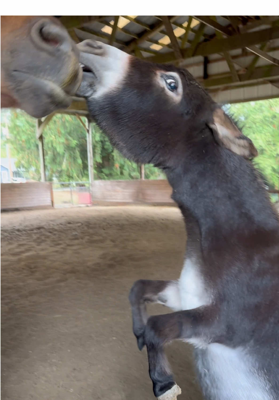 Roo is out here trying to party and no one will play with him 😂 