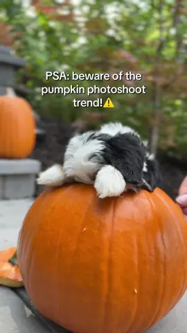 Did you know pumpkin is practically a super food for puppies? Full of fiber -> supports digestion Low calorie -> great for weight management Packed with vitamins -> healthy coats and strong immune system Everything in moderation of course, so don't let your pup eat a whole pumpkin! #bernedoodlesoftiktok #pumpkinphotoshoot #fall #autumnaesthetic #dogsoftiktok 
