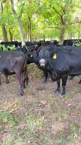 Cows are odd #cattle #cow #livestock #ranch #cowtok 
