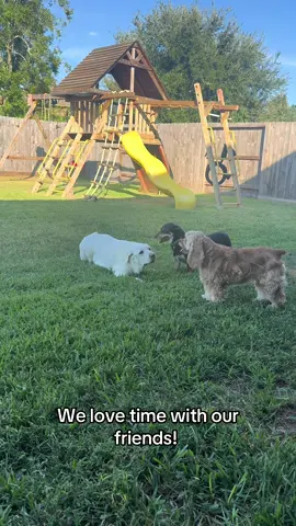 #dogsoftiktok #pets #PetsOfTikTok #friends #dogs 