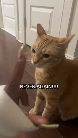 You guys keep requesting the video, but I cannot do it anymore. He’s biting me harder and harder.🥲🥲🥲🥲