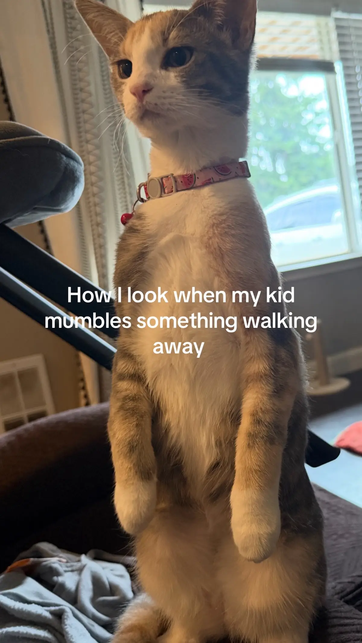 Wanna say that again? #momlife #funnycat #relatable 