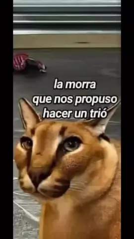 si free fire tiene un millón de jugadores, yo soy uno de ellos si free fire tiene diez jugadores, yo soy uno de ellos  si free fire tiene solo un jugador, ese soy yo y si free fire ya no tiene jugadores, es porque he muert amo a free fire, free fire es mi vida, yo vivo por free fire y morir3 por free fire