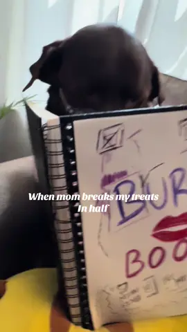 Regina George 🤭😄 #dogsoftiktok #chocolatelab #burnbook #meangirls #funnydogs 