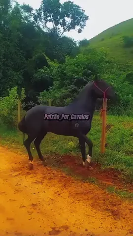 Mangalarga Marchador, #cavalos #capcutedit #mangalargamarchador #amorporcavalos🐎 