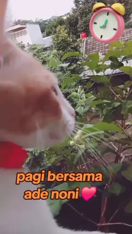 #EvaDewiKumala❤️  --FunnyCat-- #Funnycat #catlovers #adenoni #fyptiktokviral 