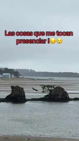 El siclo de la vida es triste pero necesaria,este águila capturó a una gaviota bebé para comérsela,duró unos 40 minutos en la roca hasta terminarsela…😩#americaneagle #seagulls 