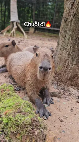 Chuỗi đi cốt ơii 🔥 #VinWonders #GreenCreator #dulich #vinpearlsafariphuquoc  #chuoi 