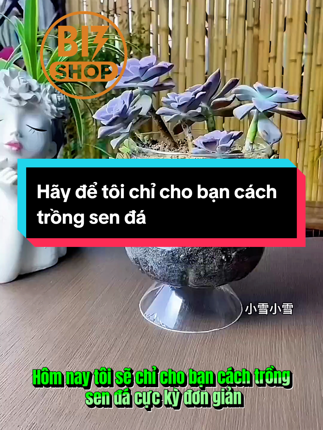 Hãy ngưng mua sen đá. Hãy xin giống và làm theo tôi để có được chậu sen đá xịn xò. Trồng cây kiểu Gen Z: vừa tiết kiệm, vừa viral 🤳 #bizshop25 #nongnghiep #dattot #trongcaytainha #TaiCheThongMinh 