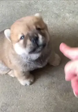 Trêu có xíu mà nó chửi ko trượt câu nào 🤪