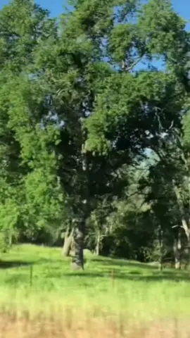 Ba tổ số sim càng dùng càng giầu #phuongloannangluongso #kimtamcat #simcaivan 