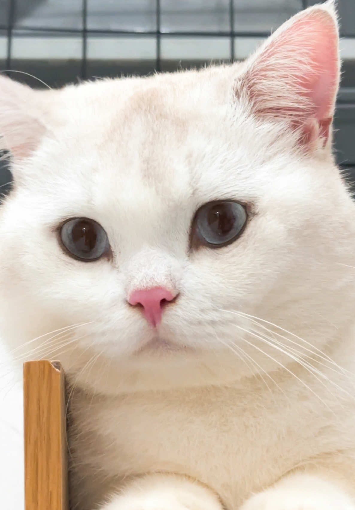 Tìm trên thế giới chỉ có mỗi em Tuệ,chỉ một mình em Tuệ đáng yêu cô chú ạ💖💖💖💖#LoveHomeCatsClip #meow #mèodễthương #cats #xuhuong 