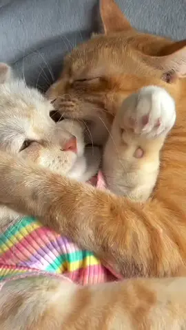 #cat#kucinglucu#tiktokviral#fyppppppppppppppppppppppp 