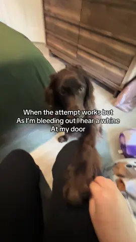 I’m training him to help me with depression and anxiety #depresion #vent #fpyシ❥tiktok🖤🌹 #fypシ゚viral #relatable 