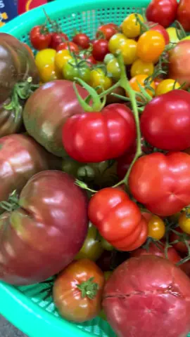 Today’s #harvest #urbangarden #zen #garden #plants 