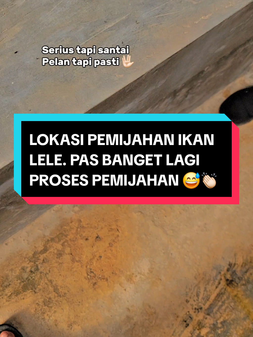 LOKASI PEMIJAHAN IKAN LELE. PAS BANGET LAGI PROSES PEMIJAHAN 😅👏🏻 #peternakan #bibitikan  #fyppppppppppppppppppppppp  #budidayaikan #CapCut 