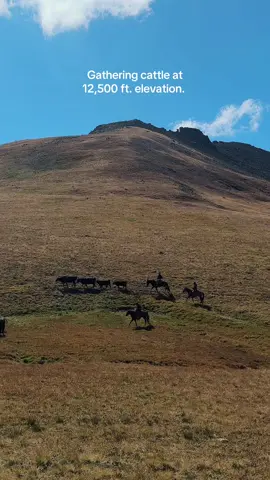 a whole new meaning to high altitude cattle. #ranchlife #colorado #mountains #cowboys 