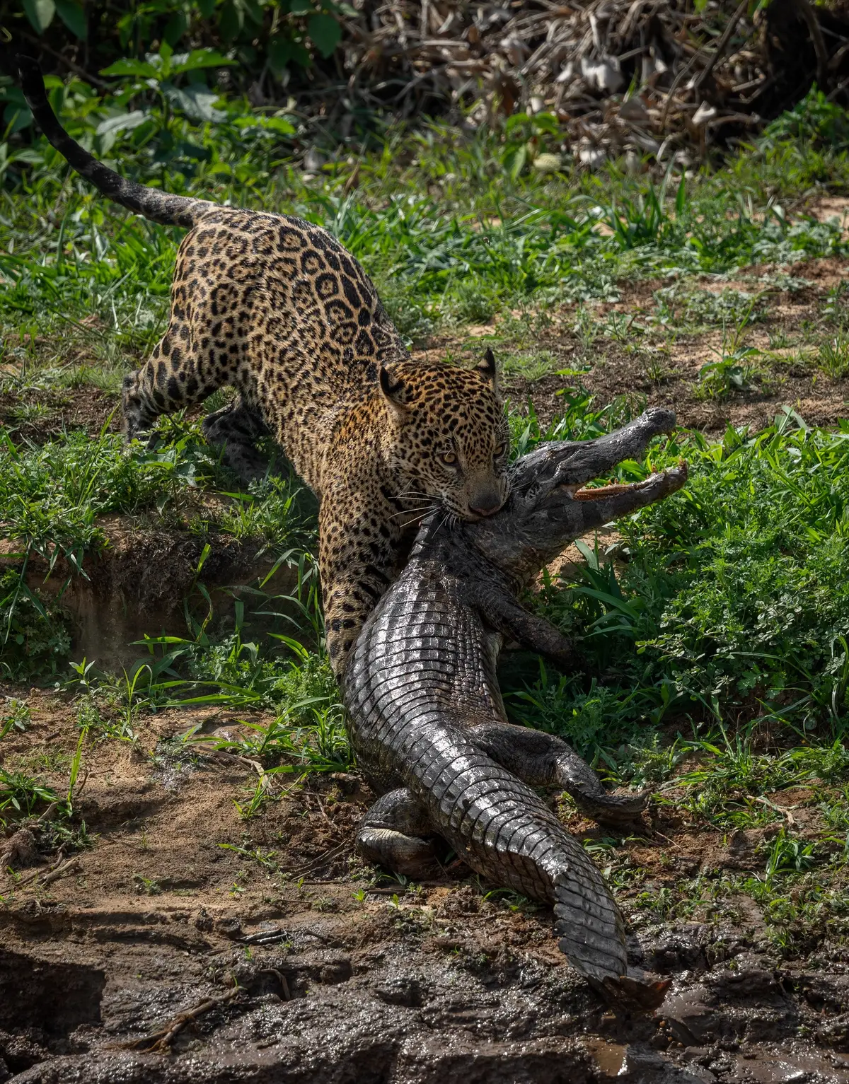 Join me in the Pantanal in 2026 for the trip of a lifetime photographing jaguars and much more! Visit www.harrycollinsphoto.com for more info! 