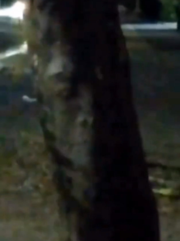 una entidad se manifiesta en 🪾   árbol mientras unos chicos lo grababan. que piensas🤔