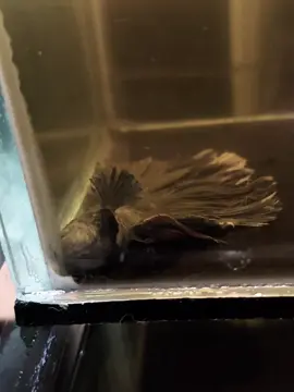 Padahal air baru di ganti 2hari sebelum nya, ikan juga masih lincah, pas amu ngasih makan besok nya eh ikan udah di dasar, biasanya di ketok kaca nya langsung respon, tau nya mati🥲 #ikan #ikancupang #cupang #ikanhias #fyp 