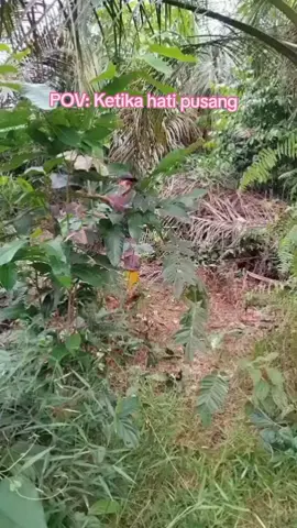 laki laki tidak bercerita, tapi ... #jonyfink #batakanbaru #tanahlaut #pusang #urangbanjar 