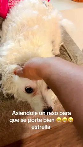 Un reso para que se porte vien estrella #parati #foryoupage #contenido #video #😂😂😂😂 