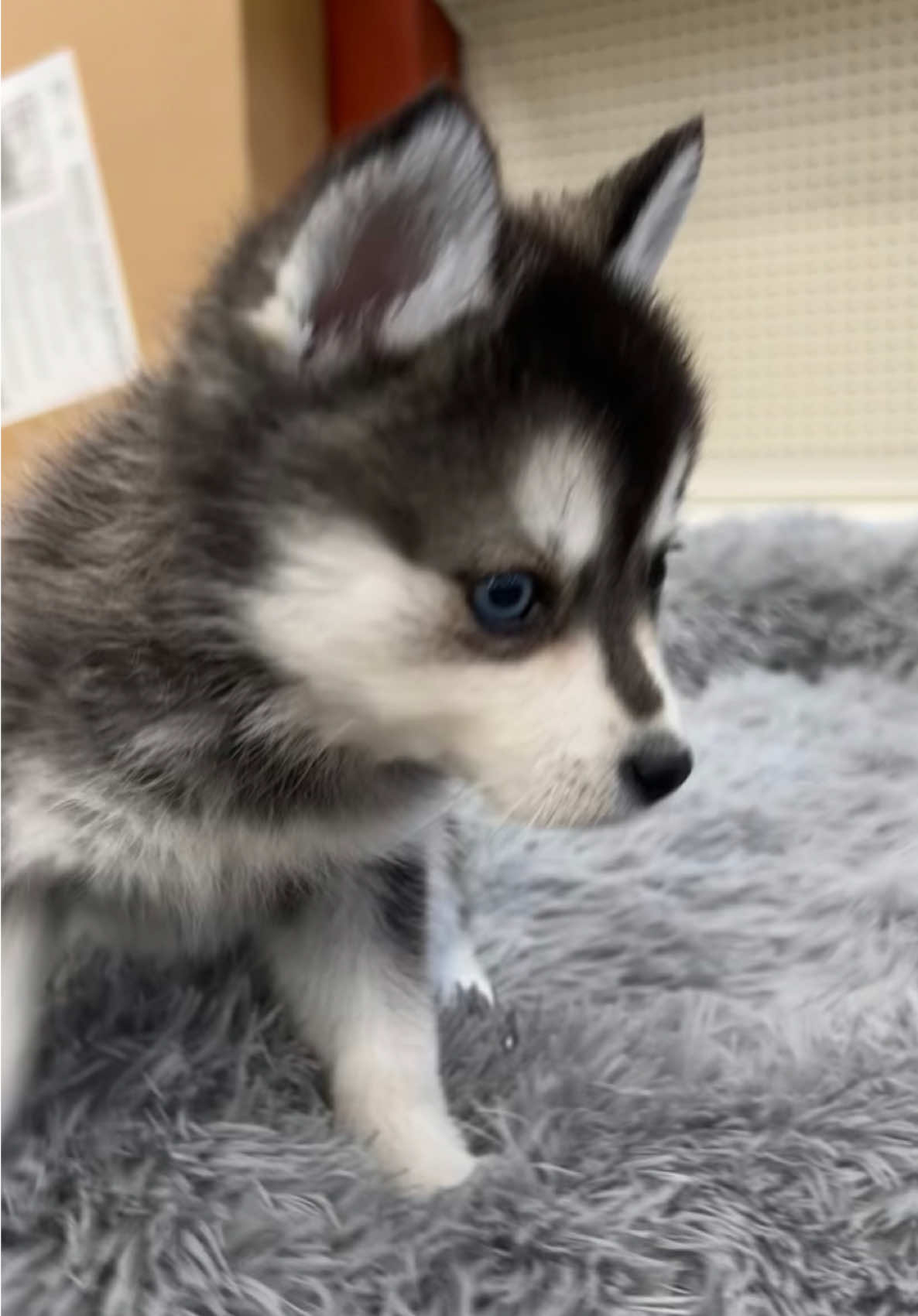 Blue eyes that’ll stop you in your tracks 😍💙  #kleekai #kleekaipuppy #blueeyes #puppytiktok #fyp 