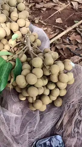 Muanis + gemol 🤤 #kelengkengsugihan #kebunbuah #kebunkelengkeng #kelengkeng #kelengkengnewkristal #viral #fyp 