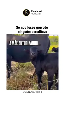 A mãe educou bem👏 🦅 . . . . #fyp #foryou #animais #meme #humor #foryoupage 